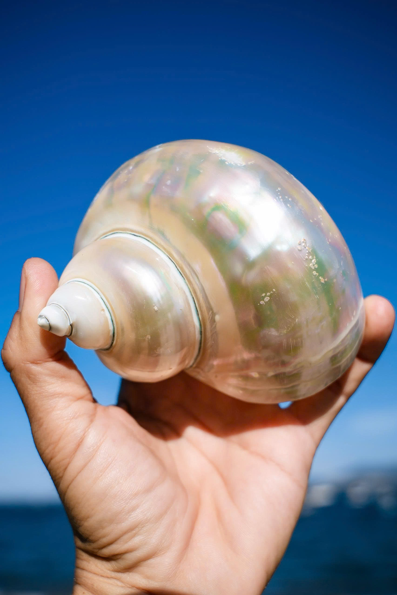 Polished Shells