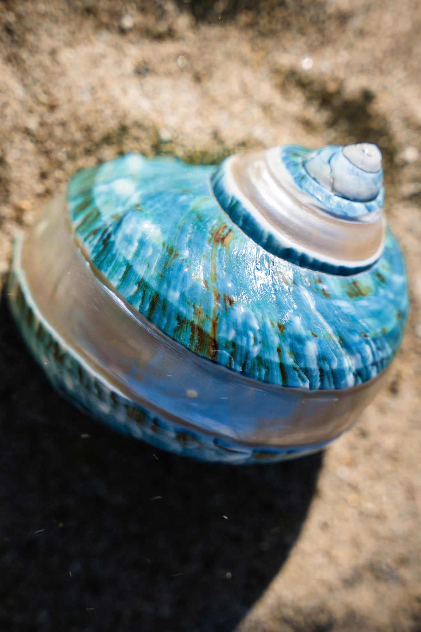 Pearl-Banded Green Turban Shell