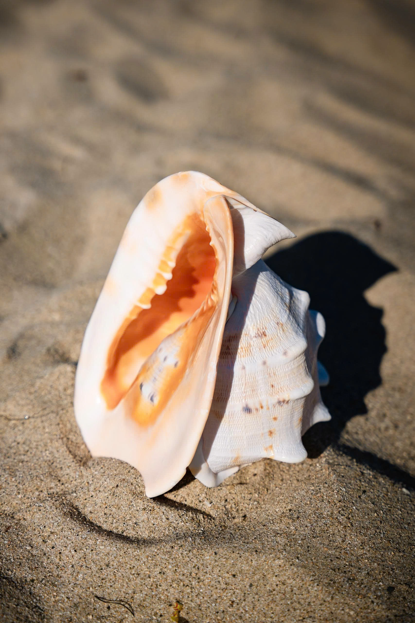 Natural Shells