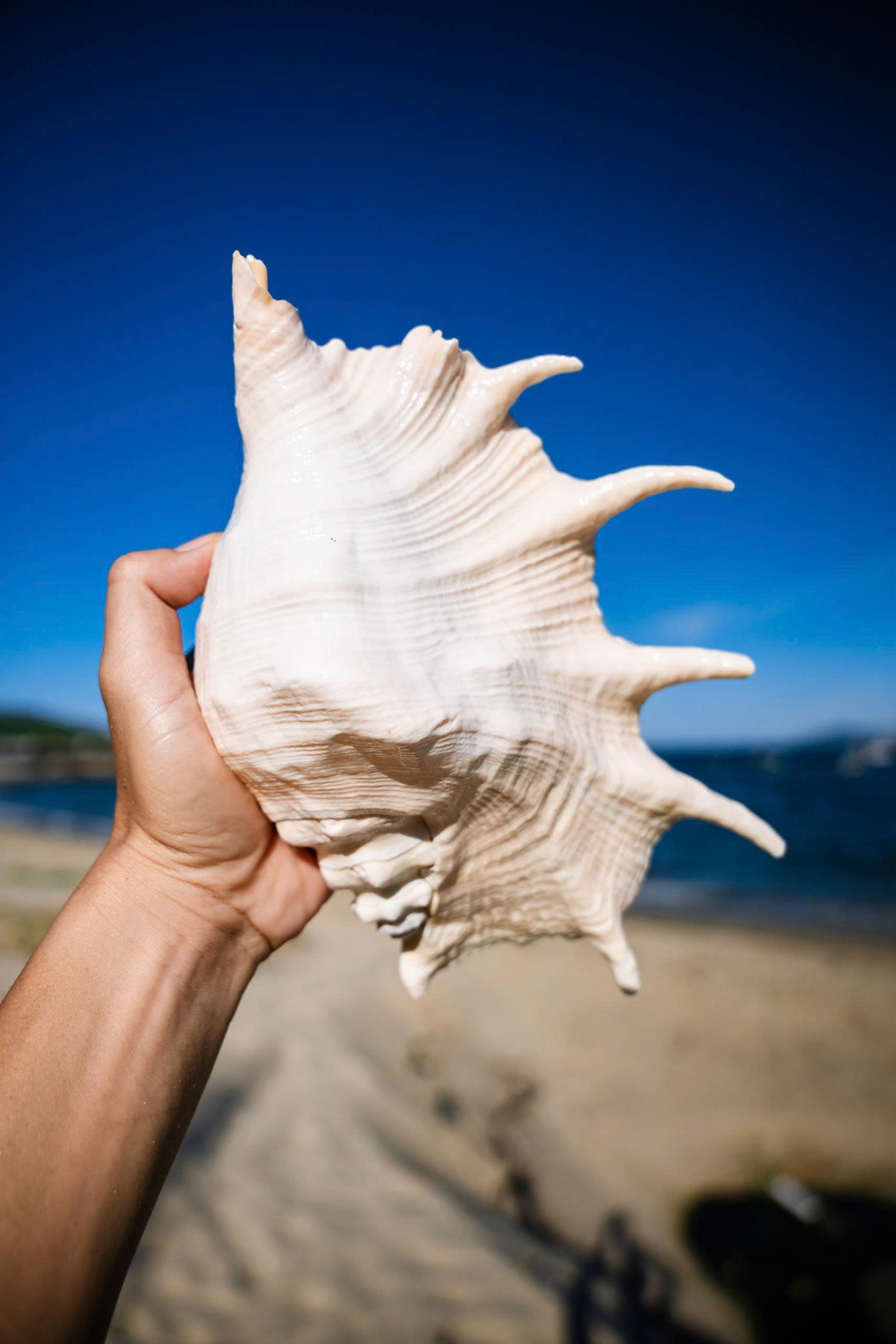 Giant White Spider Conch Shell