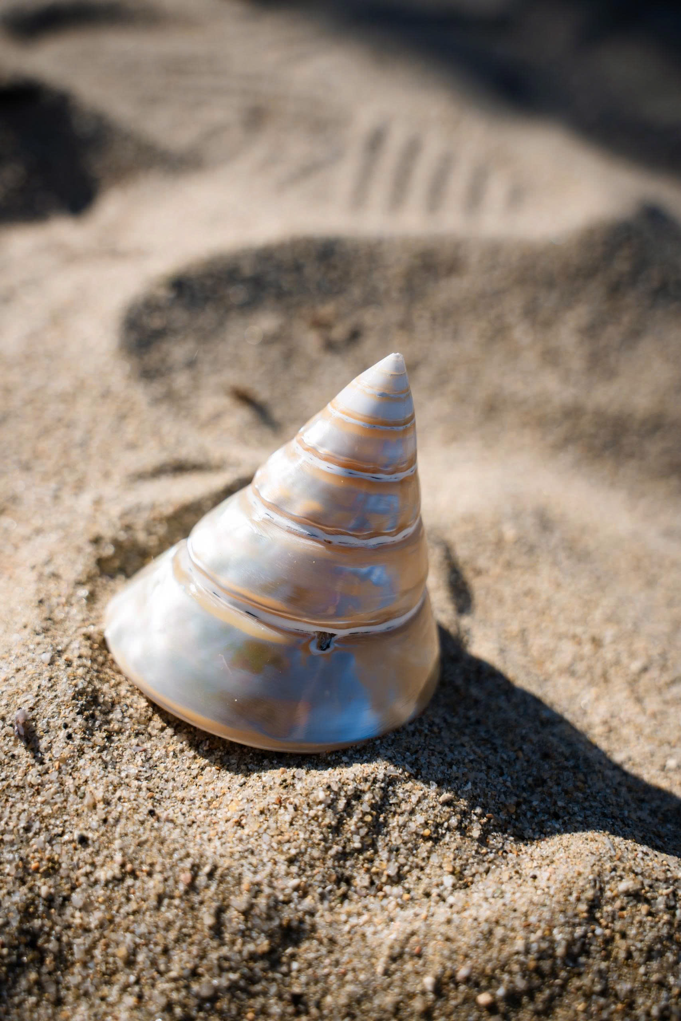 Polished Commercial Top Shell (Trochus Niloticus)