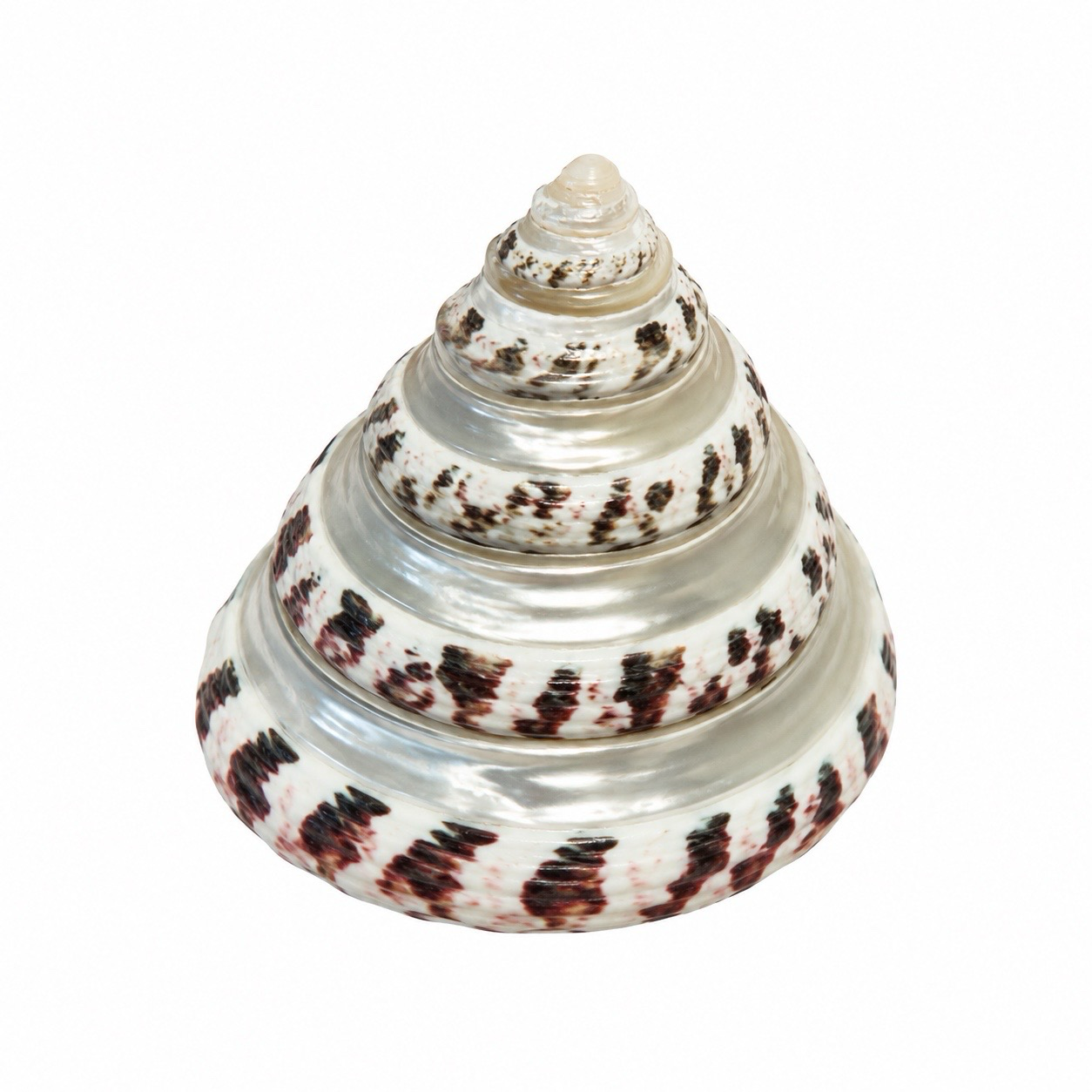 Double-Line Striped Top Shell
