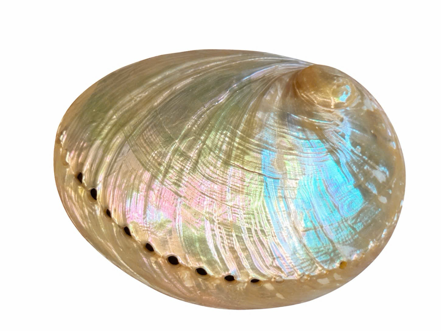 White Ear Abalone Shell (Ass's Ear Abalone)