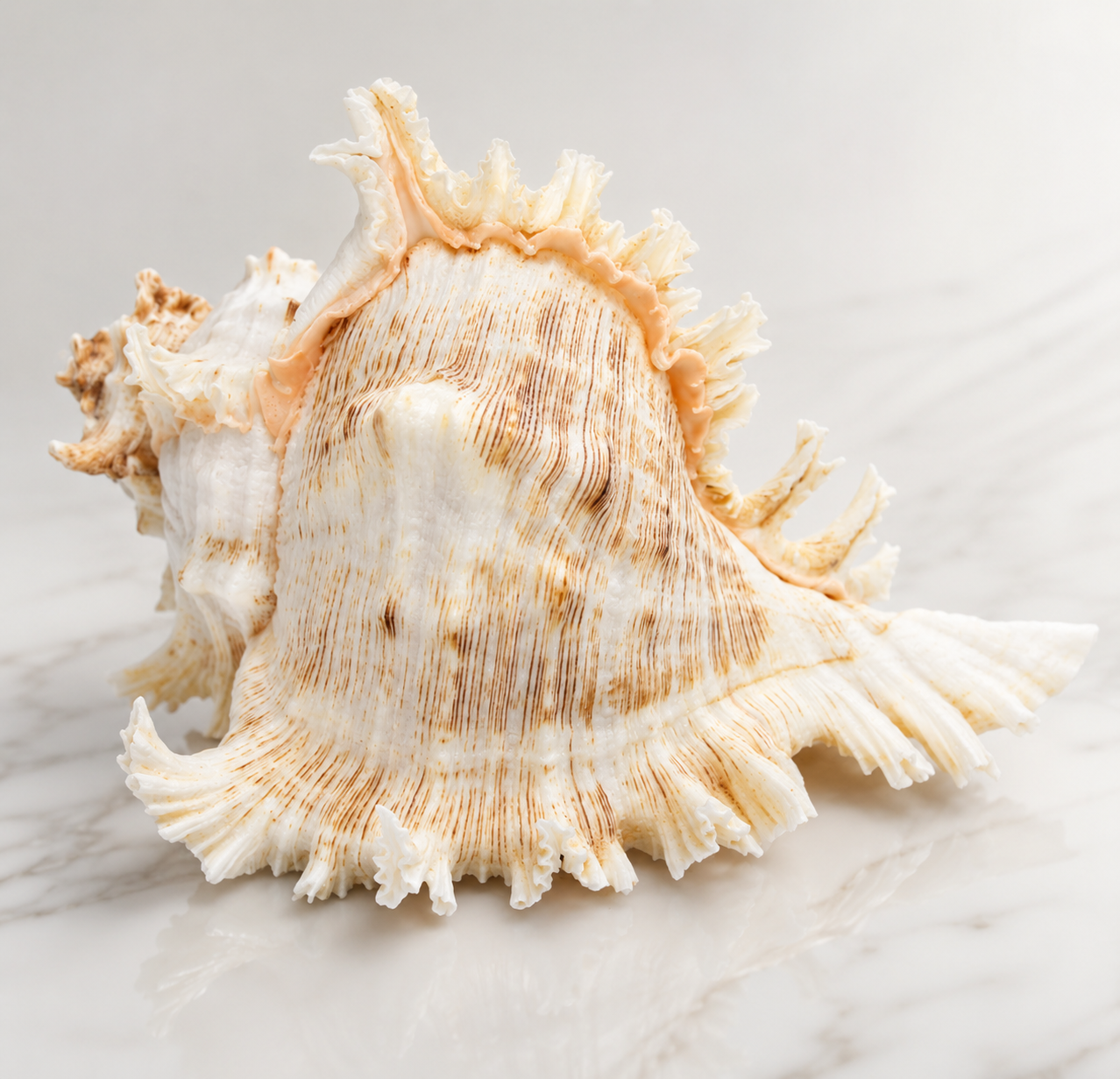 Ramosus Murex Shell (Giant Branched Murex)