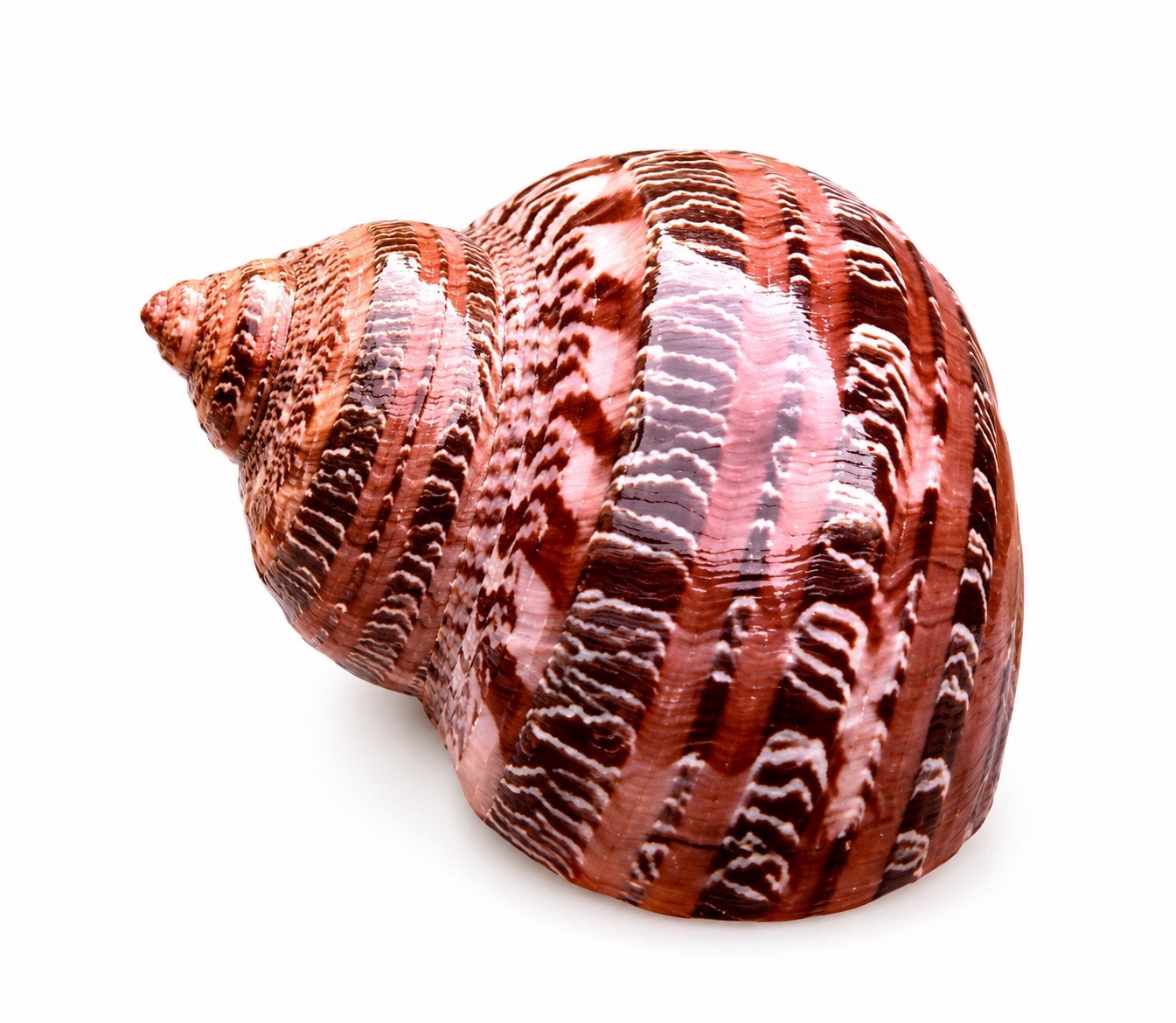Tapestry Turban Shell (Turbo Petholatus)