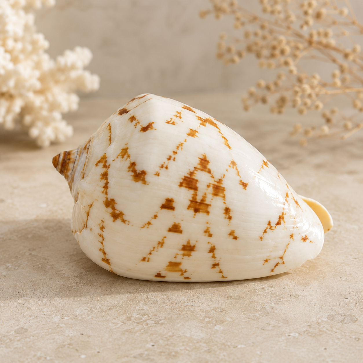 Noble Volute Shell (Cymbiola Nobilis)