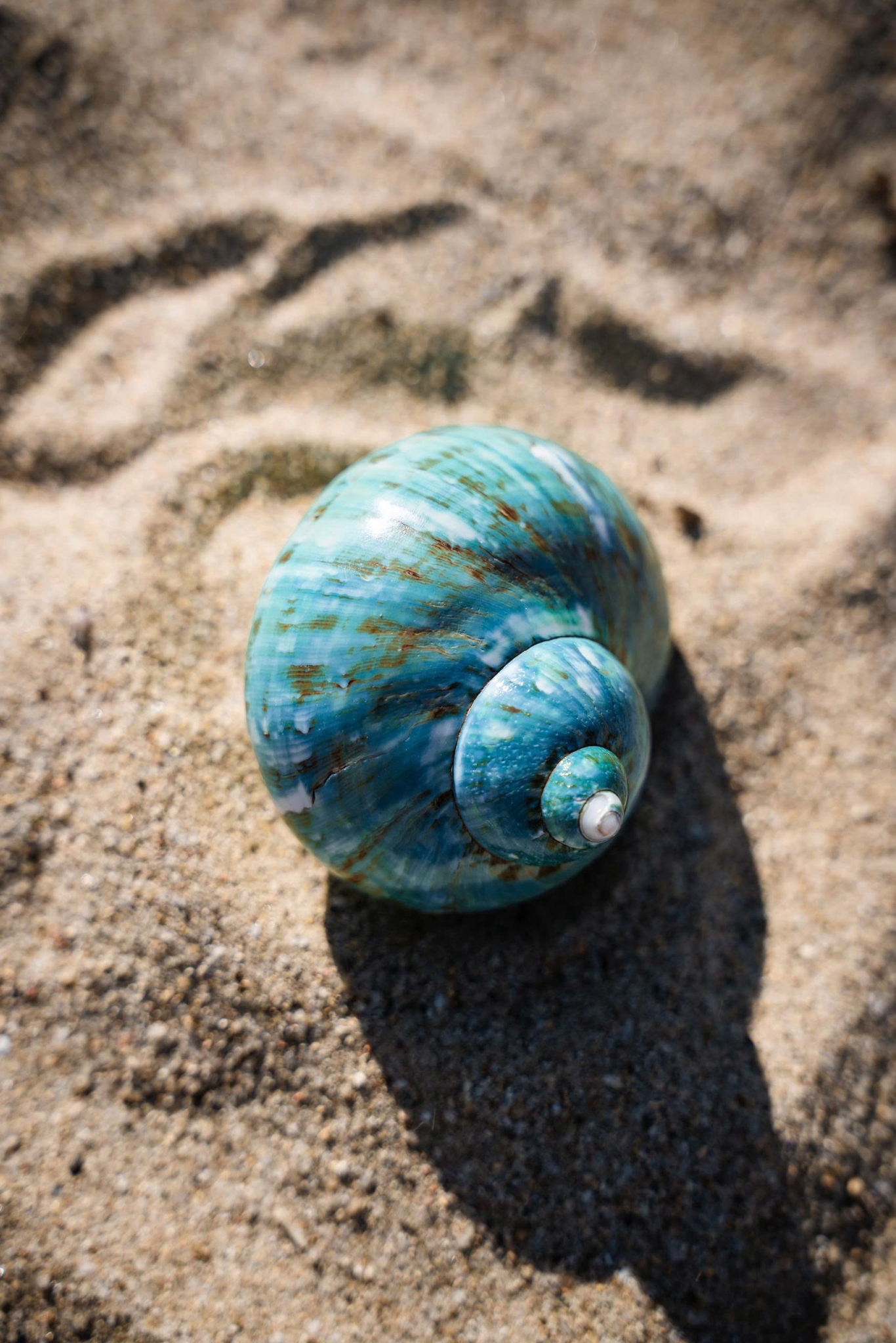 Small Natural Green Turban Shell