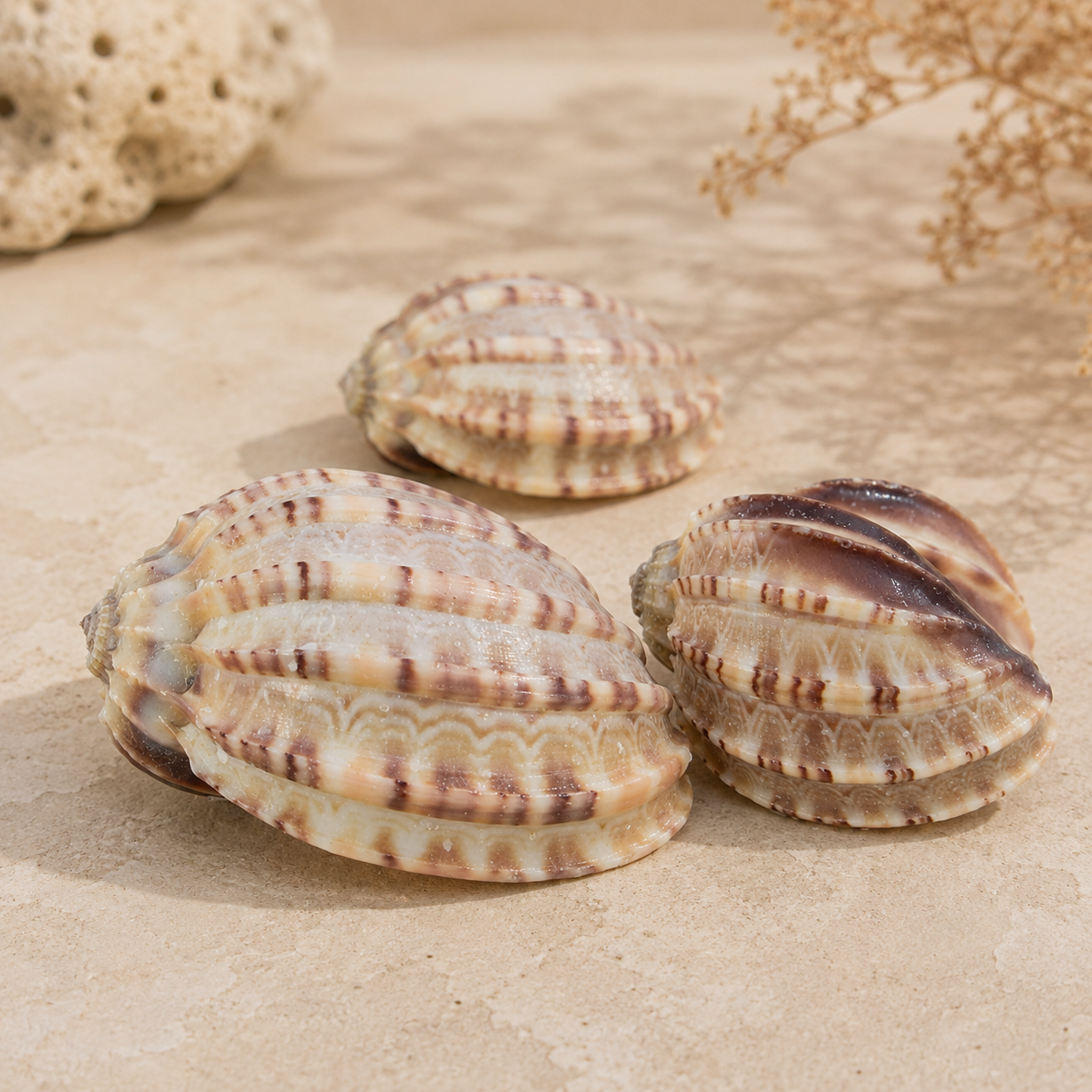 Articulate Harp Shell (Harpa Articularis)