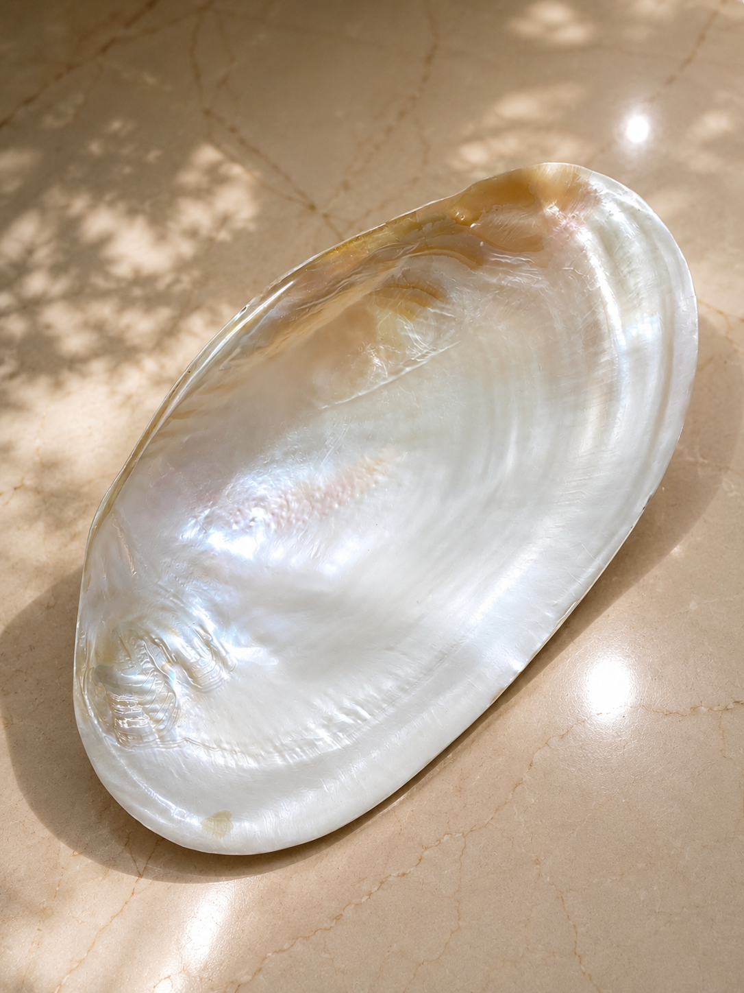 Chambered Nautilus & Polished White Pearl Nautilus Shell
