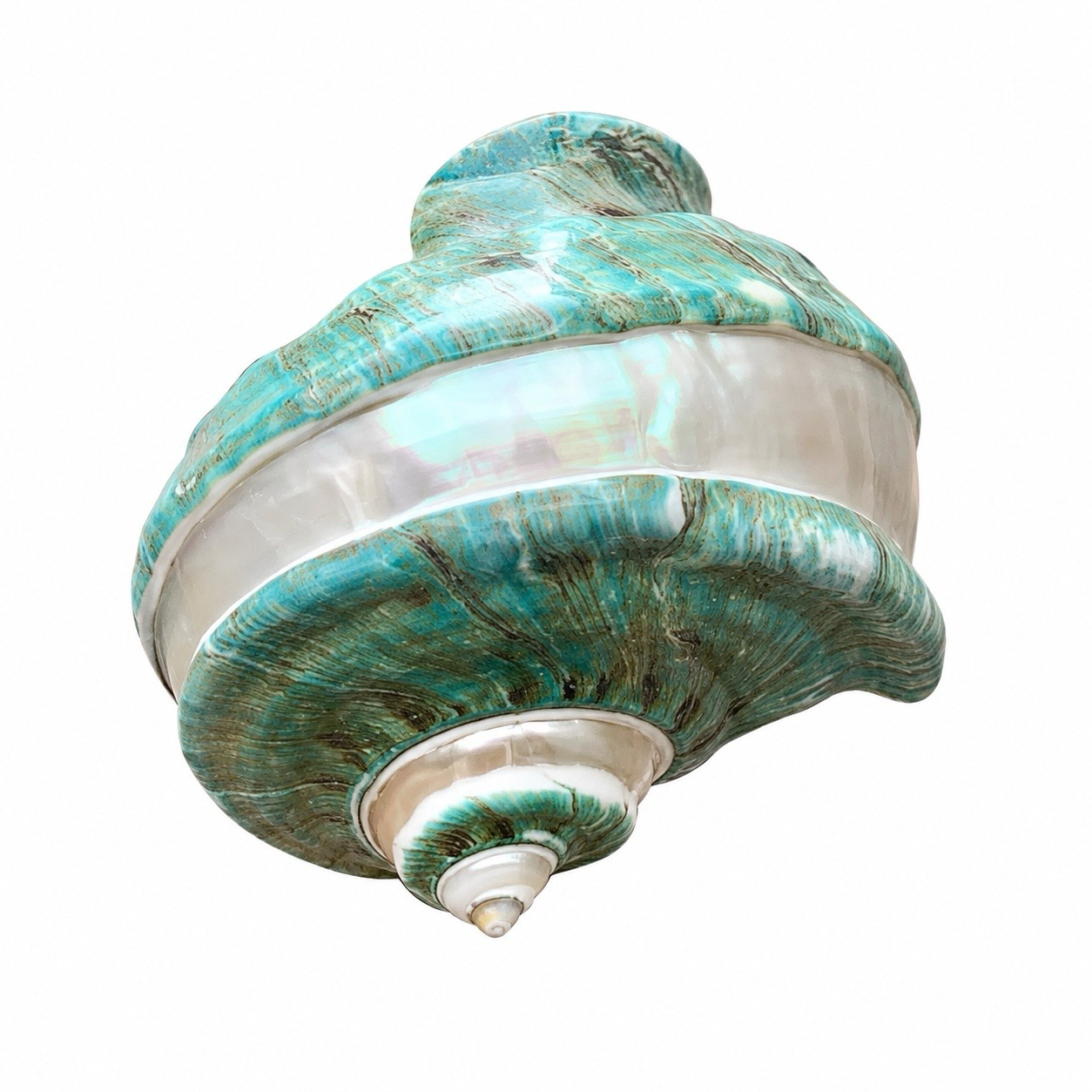 Polished Rainbow Giant Clam Shell (Fluted Giant Clam)