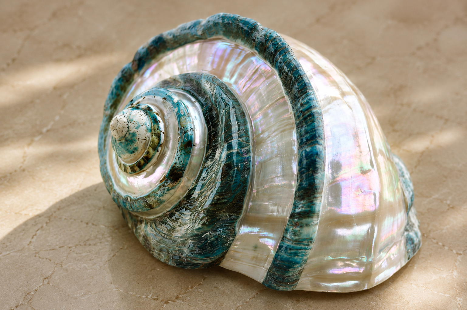 Large Green Turban Shell - Polished Striped Pearl