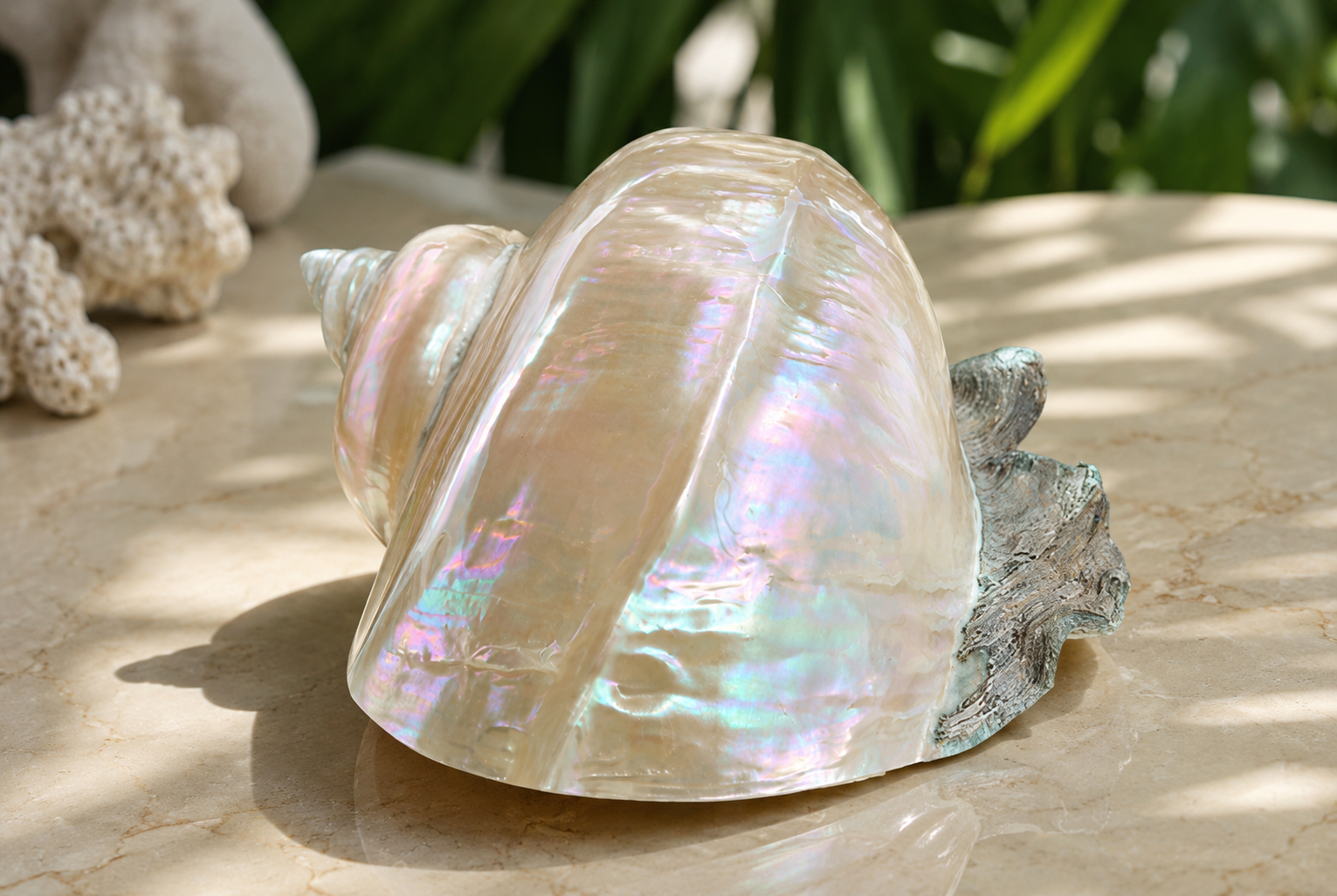Large Green Turban Shell - Full Polished White Pearl